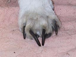 overgrown dog nails